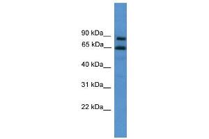 WB Suggested Anti-ZNF257  Antibody Titration: 0. (ZNF257 Antikörper  (C-Term))
