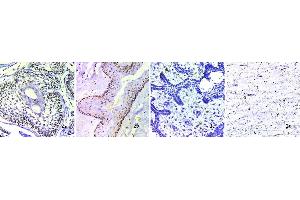 Immunohistochemistry (IHC) image for anti-Bone Morphogenetic Protein 4 (BMP4) (C-Term) antibody (ABIN2854884)