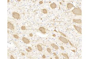 Immunohistochemistry analysis of paraffin-embedded mouse brain using MBP Polyclonal Antibody at dilution of 1:300. (MBP Antikörper)