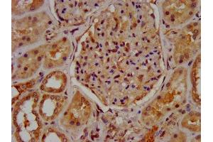 IHC image of ABIN7160289 diluted at 1:600 and staining in paraffin-embedded human kidney tissue performed on a Leica BondTM system. (MUC2 Antikörper  (AA 569-657))