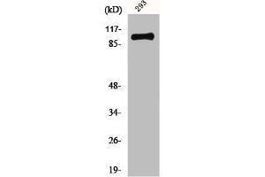 Western Blot analysis of 293 cells using mGluR-4 Polyclonal Antibody (Metabotropic Glutamate Receptor 4 Antikörper  (C-Term))