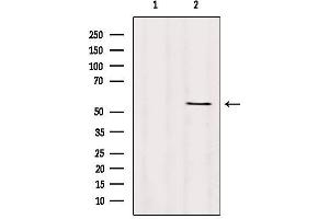 Western blot analysis of extracts from Hybridoma cells, using TMPRSS4 Antibody.