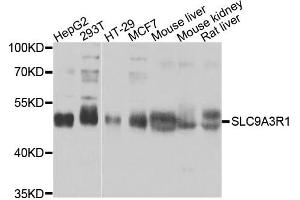 Western blot analysis of extracts of various cells, using SLC9A3R1 antibody.