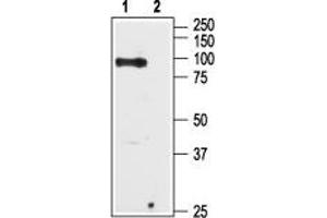 Western blot analysis of Human PC-3 prostate cancer cell lysate: - 1. (TRPV6 Antikörper  (C-Term, Intracellular))