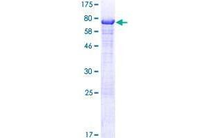 UBAP1 Protein (AA 1-502) (GST tag)