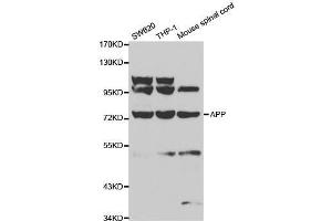 Western blot analysis of extracts of various cell lines, using APP antibody. (APP Antikörper  (AA 190-290))