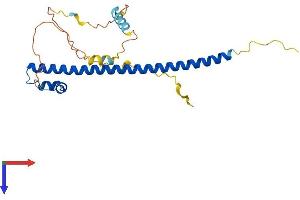 NRL Protein (AA 1-237) (His tag)