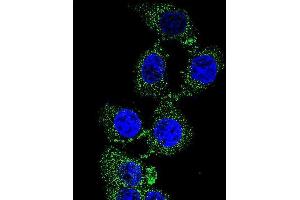 Confocal immunofluorescent analysis of C4orf21 Antibody (N-term) (ABIN655214 and ABIN2850480) with 293 cell followed by Alexa Fluor 488-conjugated goat anti-rabbit lgG (green). (ZGRF1 Antikörper  (N-Term))
