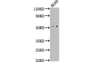 Western Blot Positive WB detected in: HL60 whole cell lysate All lanes: LCHN antibody at 1:1000 Secondary Goat polyclonal to rabbit IgG at 1/50000 dilution Predicted band size: 52 kDa Observed band size: 52 kDa (DENND11/KIAA1147 Antikörper  (AA 2-233))