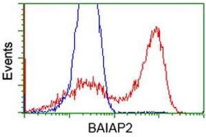HEK293T cells transfected with either RC214570 overexpress plasmid (Red) or empty vector control plasmid (Blue) were immunostained by anti-BAIAP2 antibody (ABIN2454636), and then analyzed by flow cytometry. (BAIAP2 Antikörper)