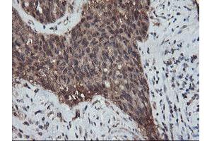 Image no. 4 for anti-Ret Finger Protein-Like 3 (RFPL3) antibody (ABIN1500675) (RFPL3 Antikörper)