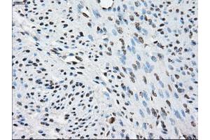Image no. 2 for anti-Protein Phosphatase 5, Catalytic Subunit (PPP5C) antibody (ABIN1500389) (PP5 Antikörper)