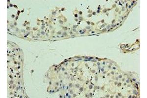 Immunohistochemistry of paraffin-embedded human testis tissue using ABIN7166484 at dilution of 1:100 (MAS1 Antikörper  (AA 246-325))