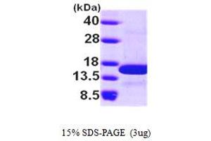 SDS-PAGE (SDS) image for NHP2 Non-Histone Chromosome Protein 2-Like 1 (NHP2L1) (AA 1-128) protein (His tag) (ABIN667843) (NHP2L1 Protein (AA 1-128) (His tag))