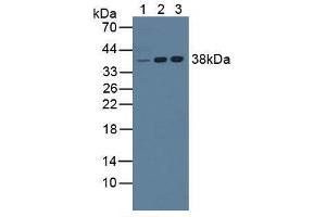 Western blot analysis of (1) Mouse Liver Tissue, (2) Human Jurkat Cells and (3) Human K562 Cells. (NPM1 Antikörper  (AA 212-292))
