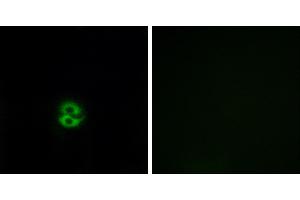Peptide - +Immunofluorescence analysis of A549 cells, using CHST6 antibody. (CHST6 Antikörper)