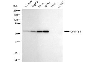 Western blotting analysis using cyclin B1 antibody (ABIN7798189).