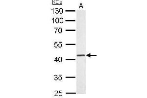 Western Blotting (WB) image for anti-Adenosine Kinase (ADK) antibody (ABIN2855027)
