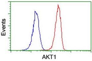 Image no. 7 for anti-V-Akt Murine Thymoma Viral Oncogene Homolog 1 (AKT1) antibody (ABIN1496554) (AKT1 Antikörper)