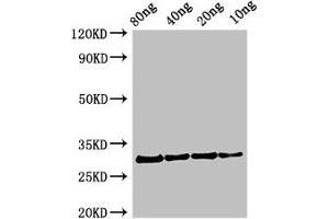 Western Blot Positive WB detected in Recombinant protein All lanes: Profilin antibody at 2. (Profilin Antikörper  (AA 1-133))