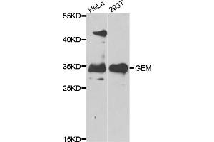 Western blot analysis of extracts of various cell lines, using GEM antibody (ABIN5975530) at 1/1000 dilution. (GEM Antikörper)