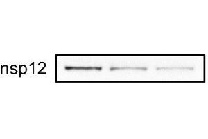 Relative abundance of nsp12 in DMSO- or merafloxacin-treated Vero E6 cells 48 h after SARS-CoV-2 infection (MOI = 0. (SARS-CoV-2 NSP12 (RdRP) Antikörper  (C-Term))