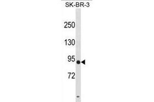 DPY19L3 Antibody (N-term) (ABIN1881271 and ABIN2838846) western blot analysis in SK-BR-3 cell line lysates (35 μg/lane). (DPY19L3 Antikörper  (N-Term))