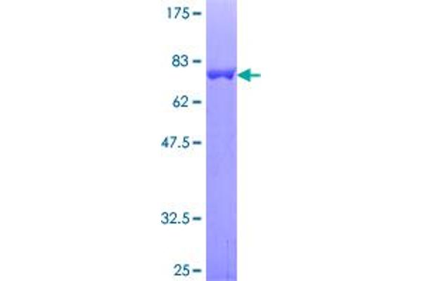 CHN1 Protein (AA 1-459) (GST tag)