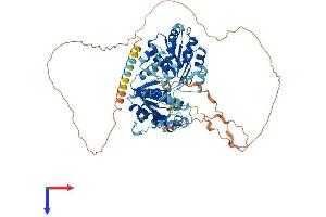 DDX18 Protein (AA 1-670) (His tag)