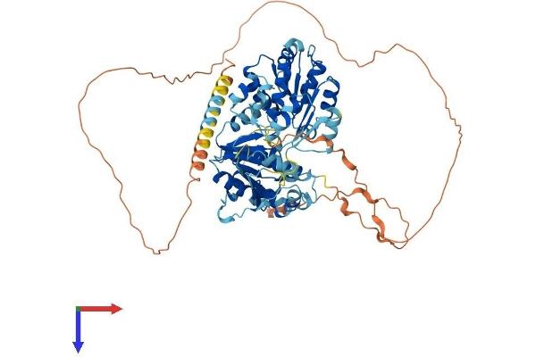 DDX18 Protein (AA 1-670) (His tag)