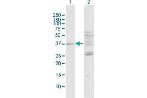 Western Blot analysis of DUSP7 expression in transfected 293T cell line by DUSP7 MaxPab polyclonal antibody.