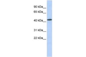 Western Blotting (WB) image for anti-Keratin 15 (KRT15) antibody (ABIN2463639) (KRT15 Antikörper)
