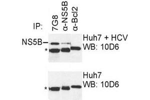 IP was carried out with NS5B specific mAb 7G8 using the lysates of Huh7 cells harboring selectable subgenomic HCV RNA replicon (upper panel) or plain Huh7 cells (lower panel). (HCV 1b NS5B Antikörper  (AA 95-105))