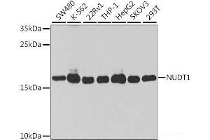 Western blot analysis of extracts of various cell lines using NUDT1 Polyclonal Antibody at dilution of 1:1000.
