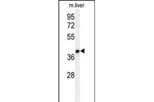 Western blot analysis of ISM1 Antibody (C-term) (ABIN651237 and ABIN2840147) in mouse liver tissue lysates (35 μg/lane). (ISM1 Antikörper  (AA 435-464))