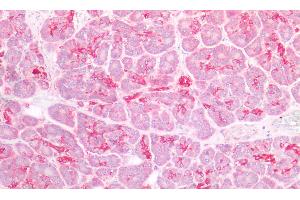 Detection of DEFb1 in Human Pancreas Tissue using Polyclonal Antibody to Defensin Beta 1 (DEFb1) (beta Defensin 1 Antikörper  (AA 22-69))