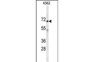 Western blot analysis of anti-AK7 Antibody in K562 cell line lysates (35ug/lane) (Adenylate Kinase 7 Antikörper  (C-Term))