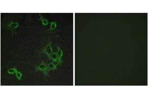 Immunofluorescence analysis of COS7 cells, using CCRL1 Antibody.