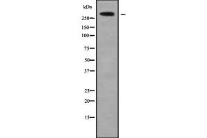 Western blot analysis of HECTD1 using COS7 whole cell lysates