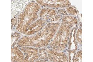 ABIN6267622 at 1/200 staining human kidney tissue sections by IHC-P. (PTPN11 Antikörper  (pTyr580))