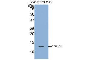 Western Blotting (WB) image for anti-Plasminogen Activator, Tissue (PLAT) (AA 36-126) antibody (ABIN1860844) (PLAT Antikörper  (AA 36-126))