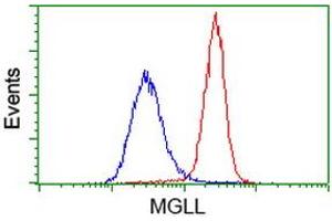 Image no. 2 for anti-Monoglyceride Lipase (MGLL) antibody (ABIN1499438) (MGLL Antikörper)
