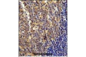 LYRM4 antibody (Center) (ABIN654638 and ABIN2844335) immunohistochemistry analysis in formalin fixed and paraffin embedded human tonsil tissue followed by peroxidase conjugation of the secondary antibody and DAB staining.