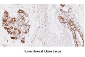 Paraffin embedded sections of human breast lobule tissue were incubated with anti-human UBE2L6 (1:50) for 2 hours at room temperature. (UbcH8/Ube2L6 (AA 1-152) Antikörper)