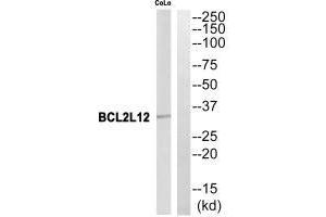 Western blot analysis of extracts from CoLo cells, using BCL2L12 antibody. (BCL2L12 Antikörper)