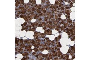Immunohistochemical staining (Formalin-fixed paraffin-embedded sections) of human salivary gland shows strong cytoplasmic positivity in glandular cells. (Coxsackie Adenovirus Receptor Antikörper)