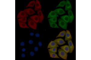 KA1 Mouse Monoclonal Antibody staining Hela cells by IF/ICC. (GRIK4 Antikörper)