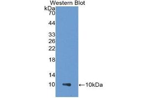 Western Blotting (WB) image for anti-Chemokine (C-C Motif) Ligand 18 (Pulmonary and Activation-Regulated) (CCL18) (AA 21-89) antibody (ABIN3201600) (CCL18 Antikörper  (AA 21-89))