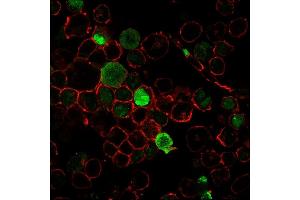 Immunofluorescence staining of K562 cells using Nucleophosmin-Monospecific Mouse Monoclonal Antibody (NPM1/3285) followed by goat anti-Mouse IgG conjugated to CF488 (green). (NPM1 Antikörper  (AA 185-287))