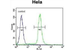 Flow cytometric analysis of Hela cells using BMP13 / GDF6 Antibody (N-term) Cat.